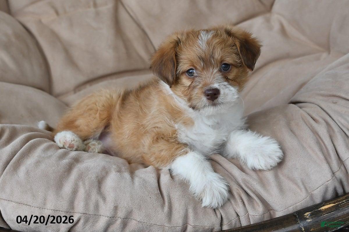 Mixed Breed dogs Duster - Ad 1