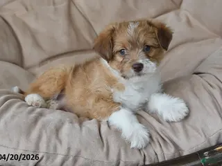 Mixed Breed dogs for sale: Duster - Ad 3