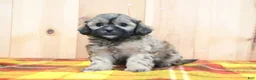Shihpoo dogs for sale: Bradlynn - Ad 4