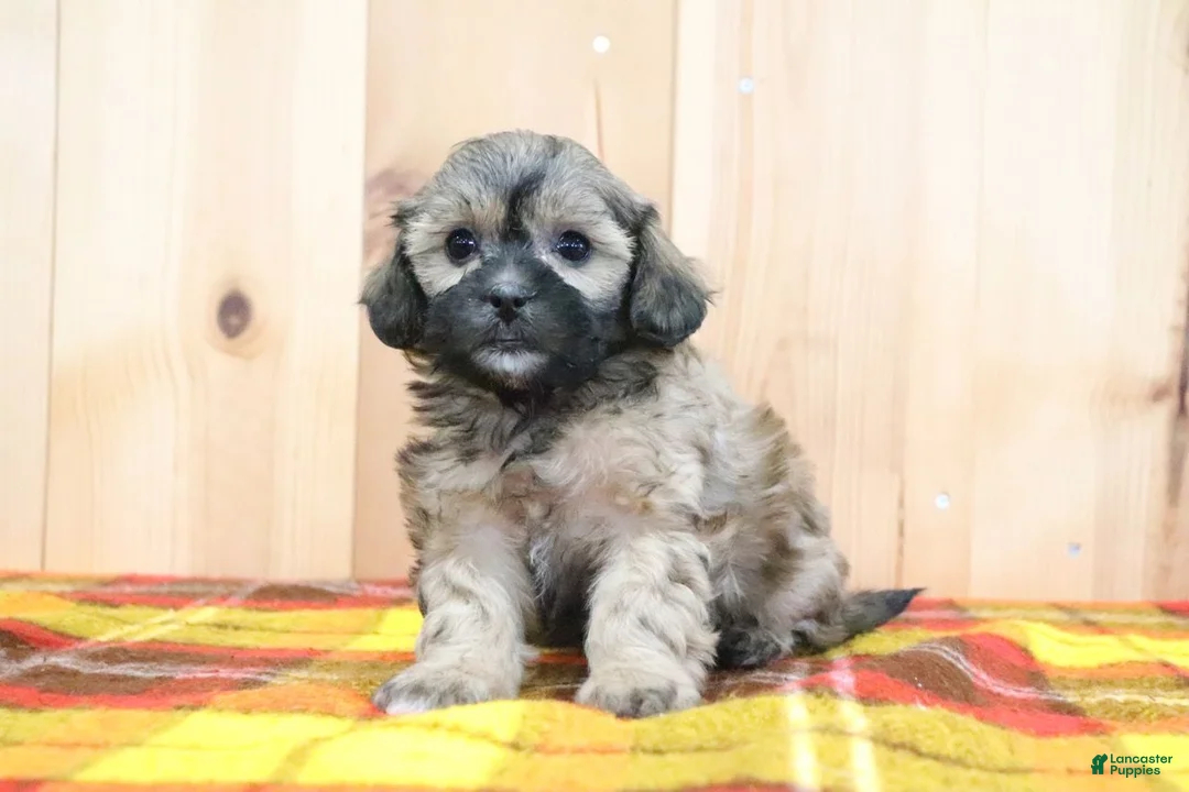 Shihpoo dogs for sale: Bradlynn - Ad 4