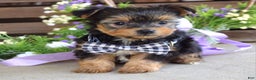 Yorkshire Terrier dogs for sale: Coby - Ad 4