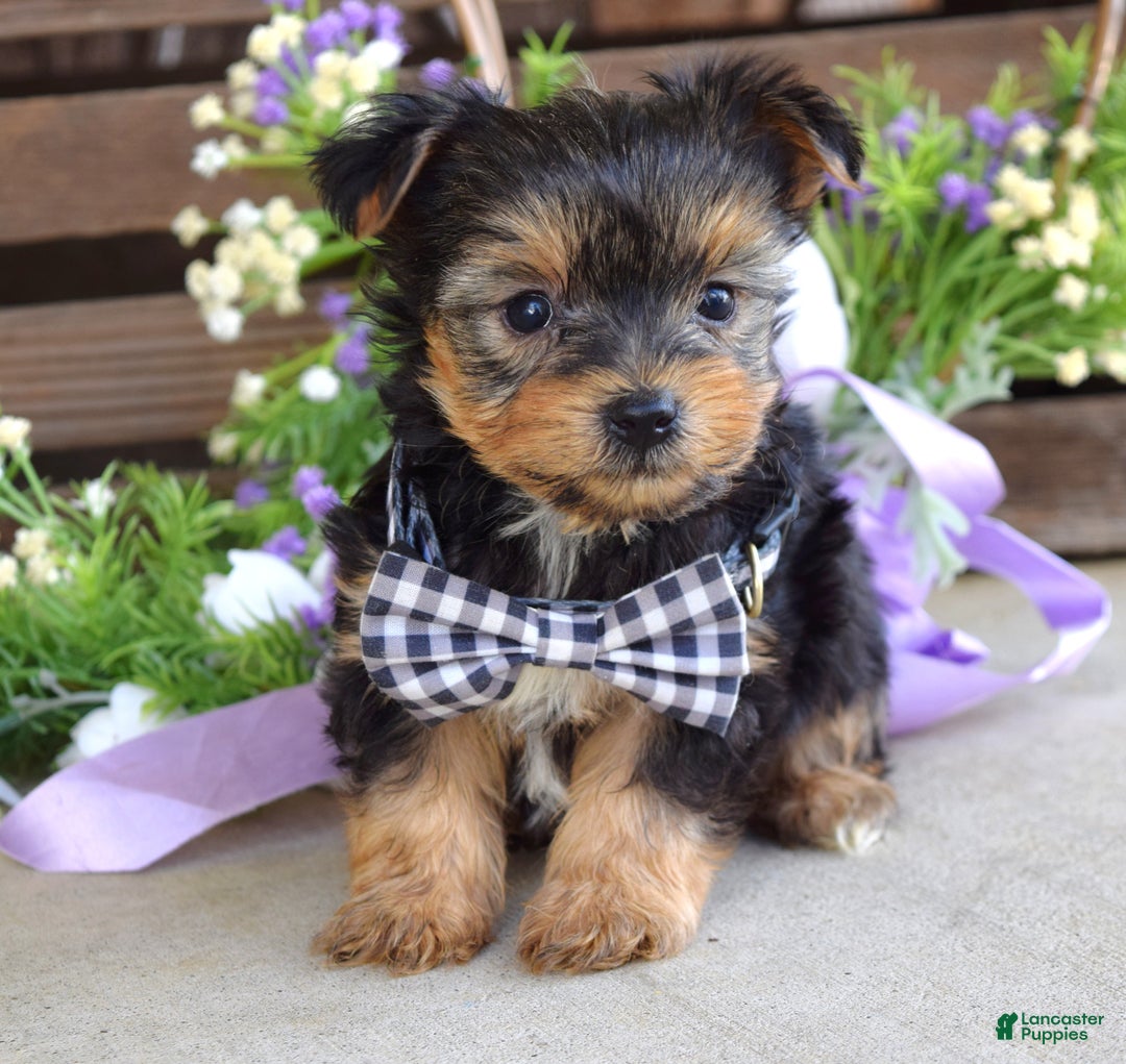 Yorkshire Terrier dogs for sale: Coby - Ad 4