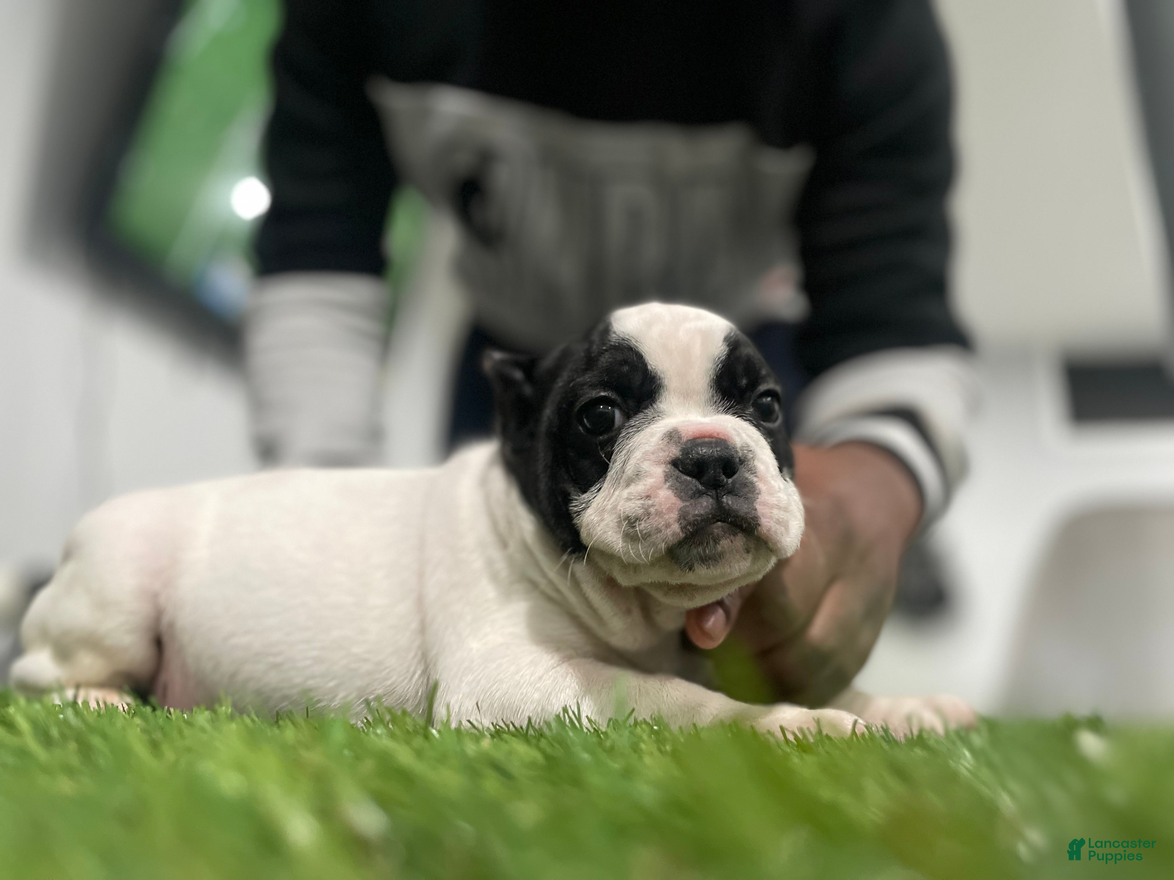 American Bully dogs Scooter  - Ad 1