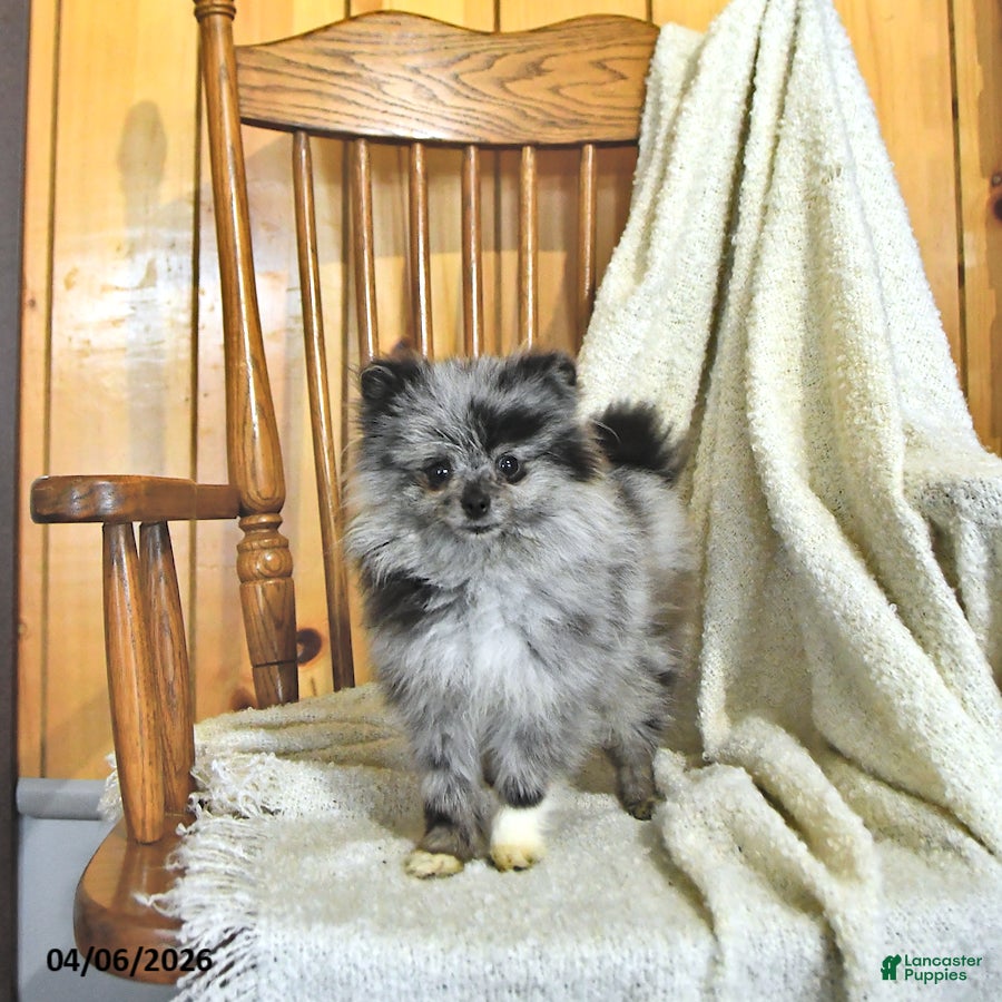 Pomeranian dogs Jitterbug  EXTRA SMALL - Ad 1