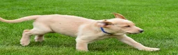Labrador Retriever dogs for sale: Waldo - Ad 6