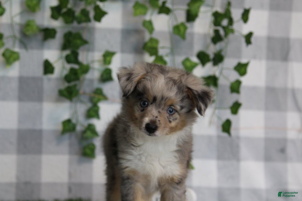 Aussiedoodle dogs Ember - Ad 2
