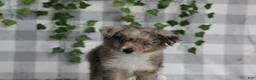Aussiedoodle dogs for sale: Ember - Ad 2