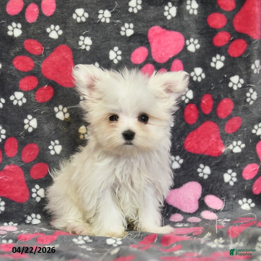 Maltese dogs Tori - Ad 1