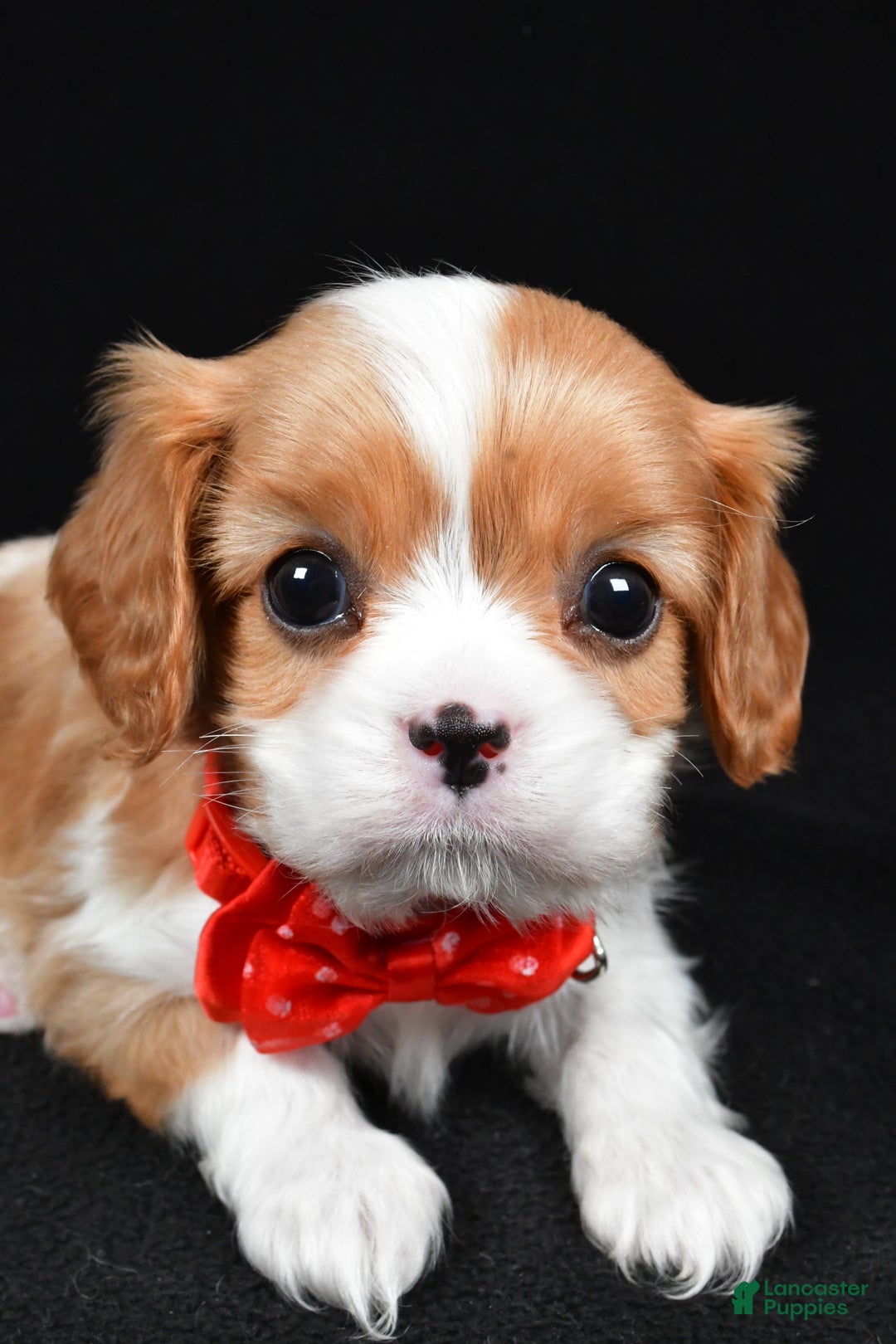 Cavalier King Charles Spaniel dogs for sale: Tyler - Ad 3