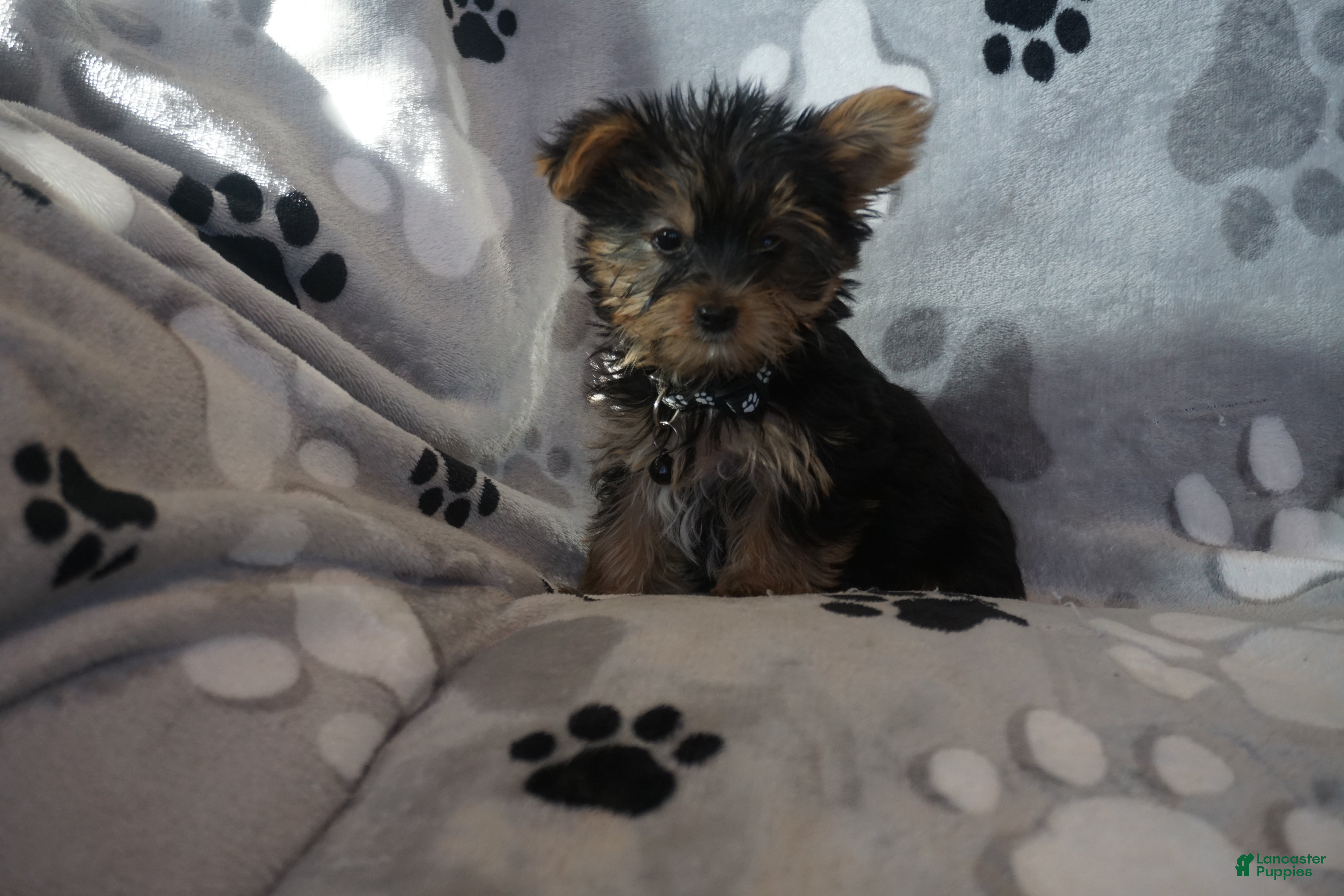 Yorkshire Terrier dogs Doreen - Ad 10