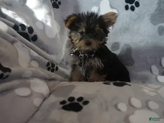 Yorkshire Terrier dogs Doreen - Ad 10