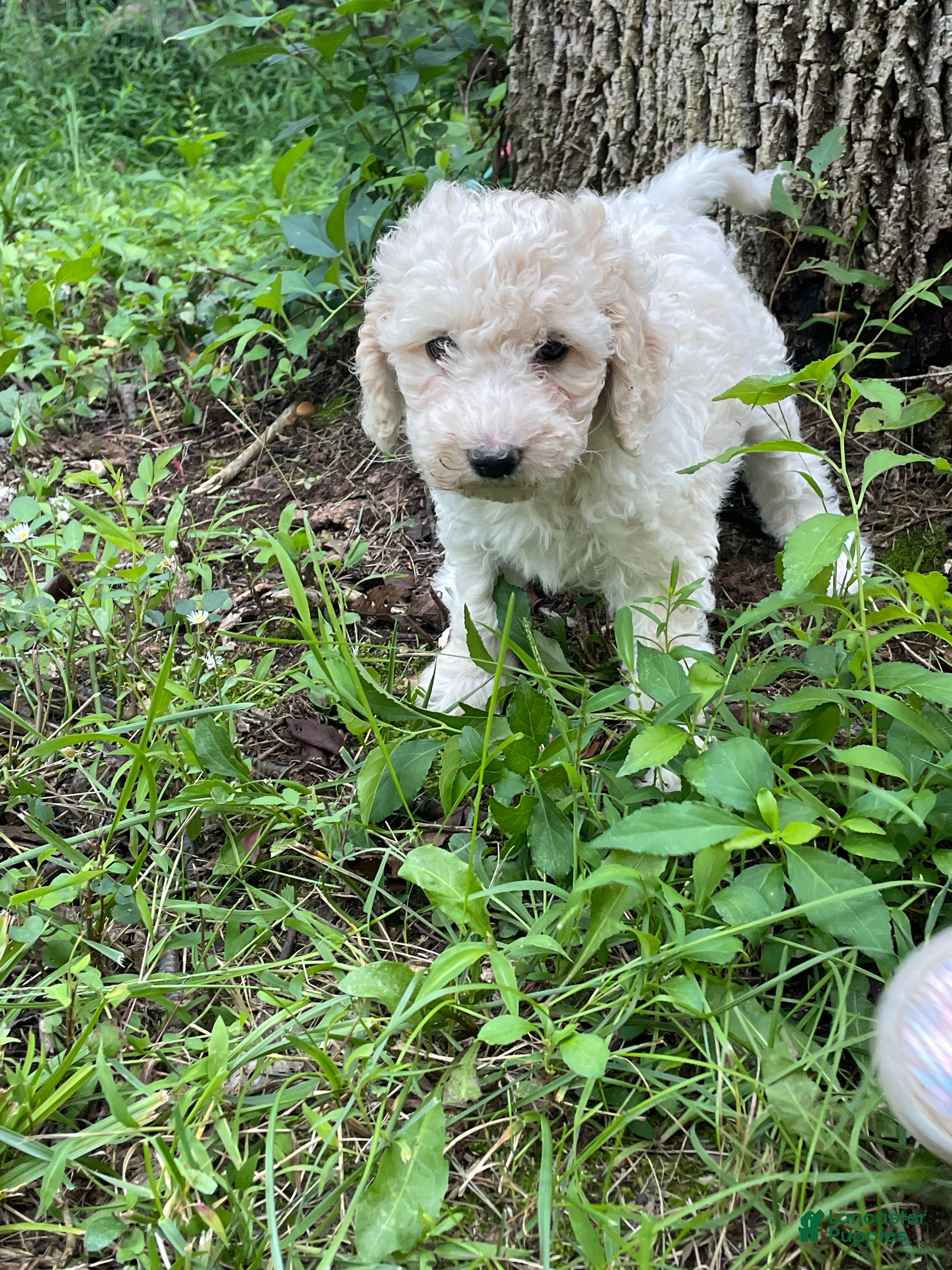 Mini Aussiedoodle dogs Cream - Ad 2