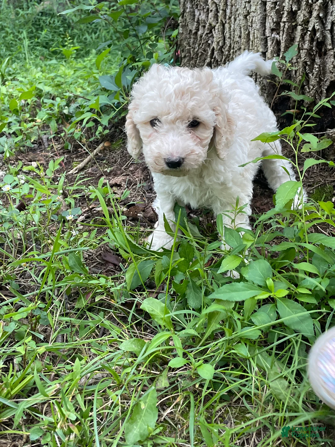 Mini Aussiedoodle dogs for sale: Cream - Ad 2