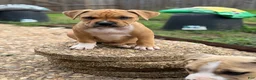 American Bully dogs for sale: CoCo - Ad 8