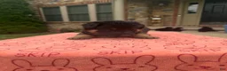 German Shepherd dogs for sale: Prince - Ad 2