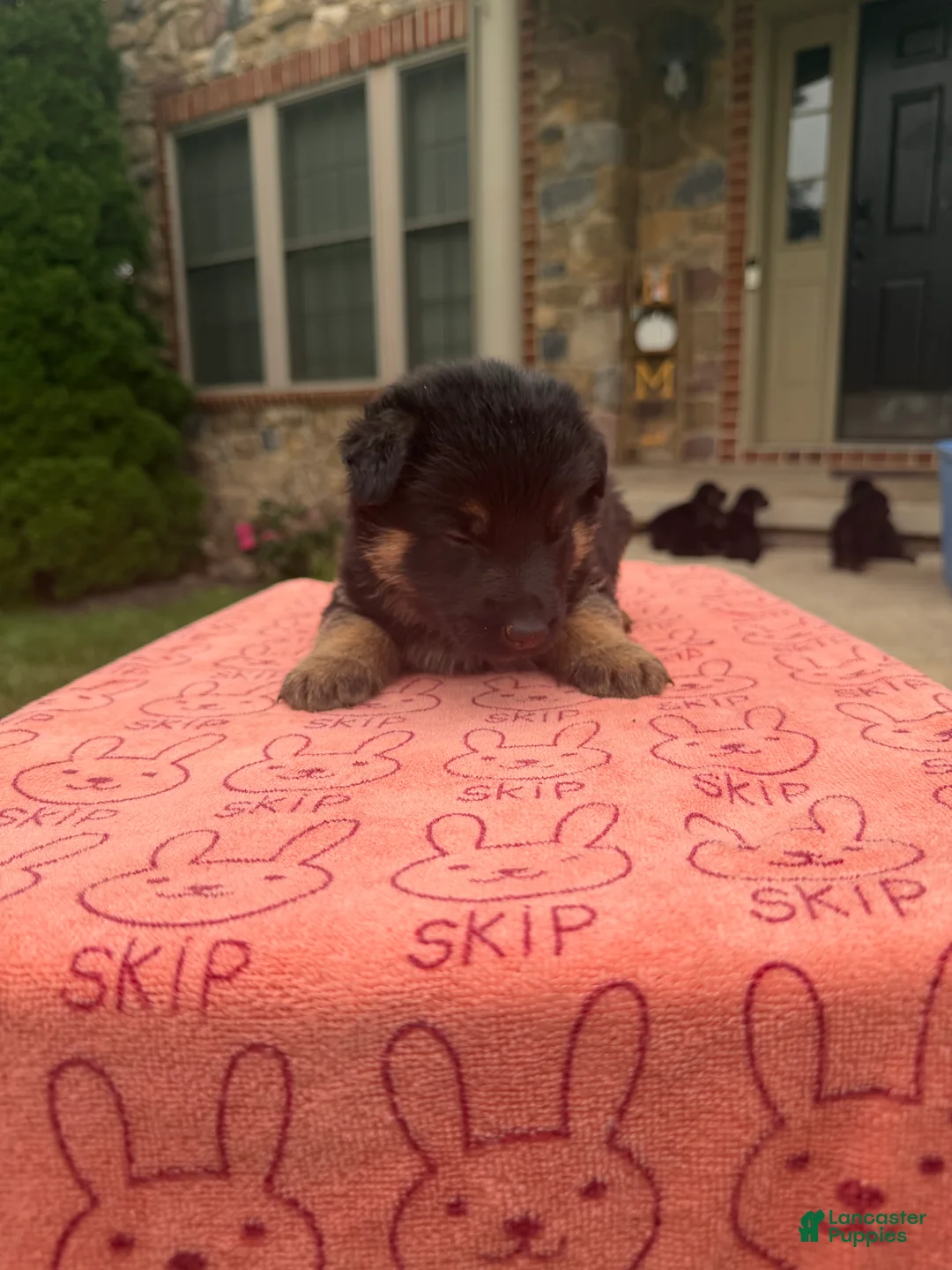 German Shepherd dogs for sale: Prince - Ad 2