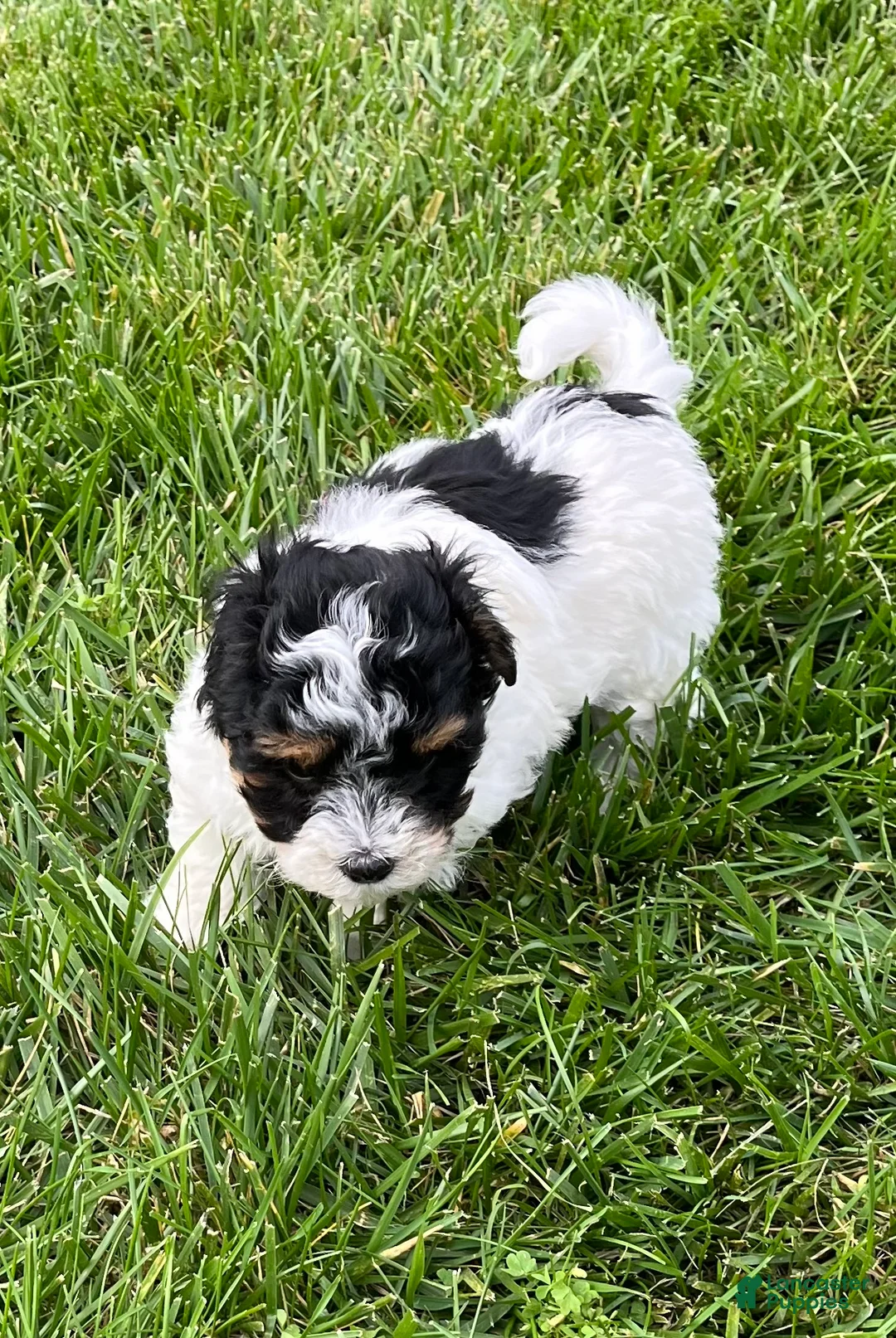 Havapoo dogs for sale: Buddy - Ad 1