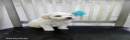Bichpoo dogs for sale: Casper - Ad 2