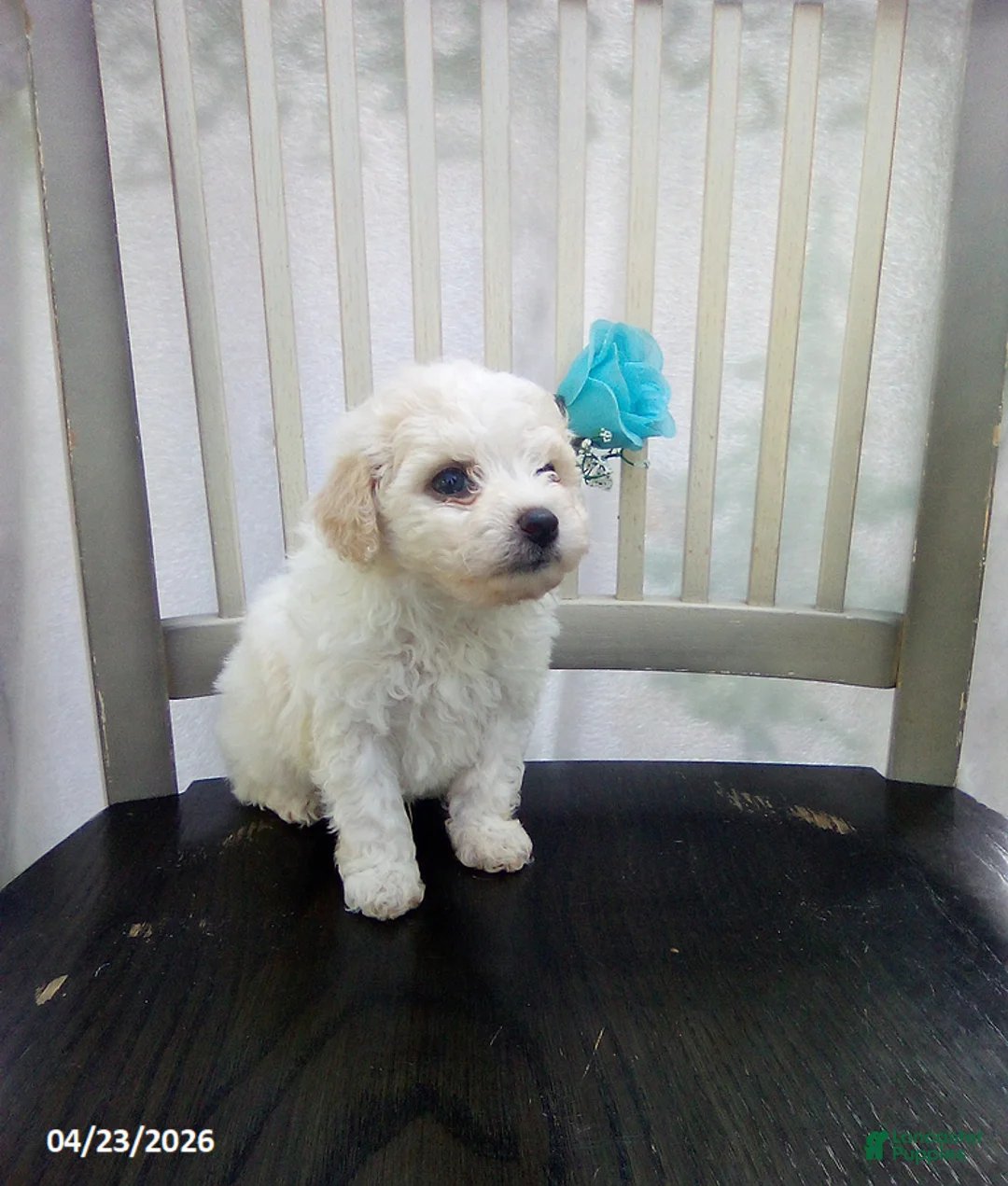 Bichpoo dogs for sale: Casper - Ad 2