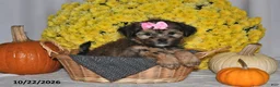 Shorkie dogs for sale: Vonnie - Ad 5