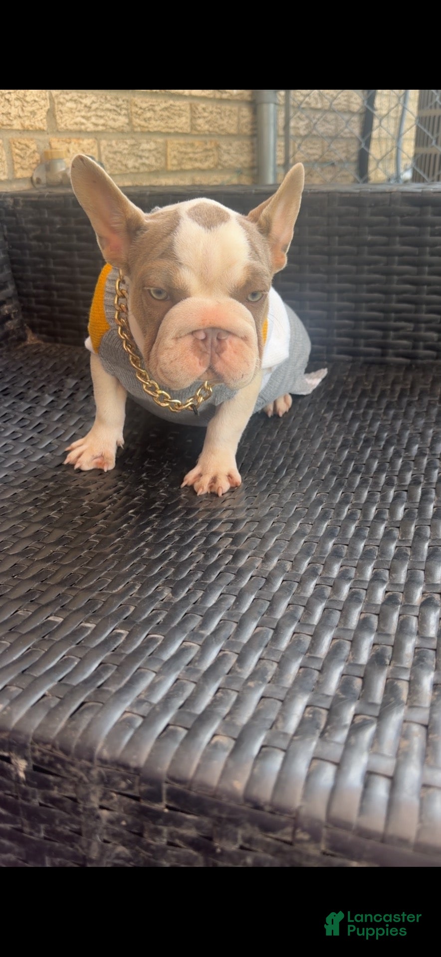 French Bulldog dogs French Bulldog 5 - Ad 2