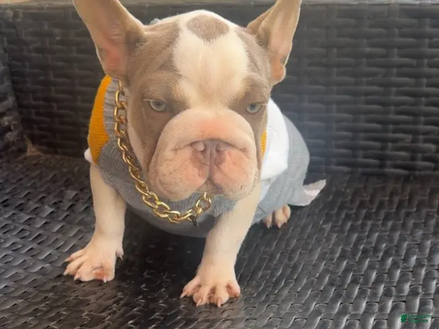 French Bulldog dogs for sale: French Bulldog 5 - Ad 2
