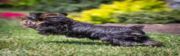 Yorkshire Terrier dogs for sale: Willy Yorkshire Terrier Puppy  - Ad 5