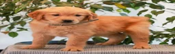 Golden Retriever dogs for sale: Parker  - Ad 3