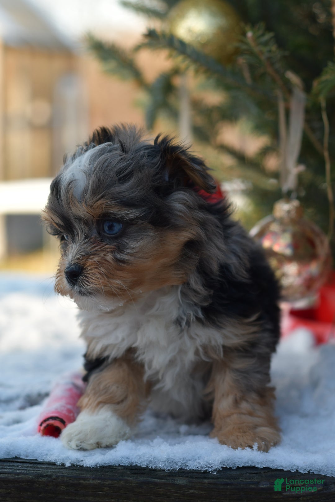 Mini Aussiedoodle dogs for sale: Jackson - Ad 19