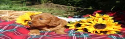 Mixed Breed dogs for sale: Posey - Irish Goldendoodle  - Ad 7