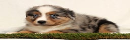 Miniature Australian Shepherd dogs for sale: Dolly - Ad 4