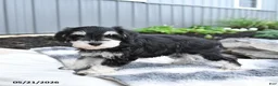 Miniature Schnauzer dogs for sale: Indy - Ad 2
