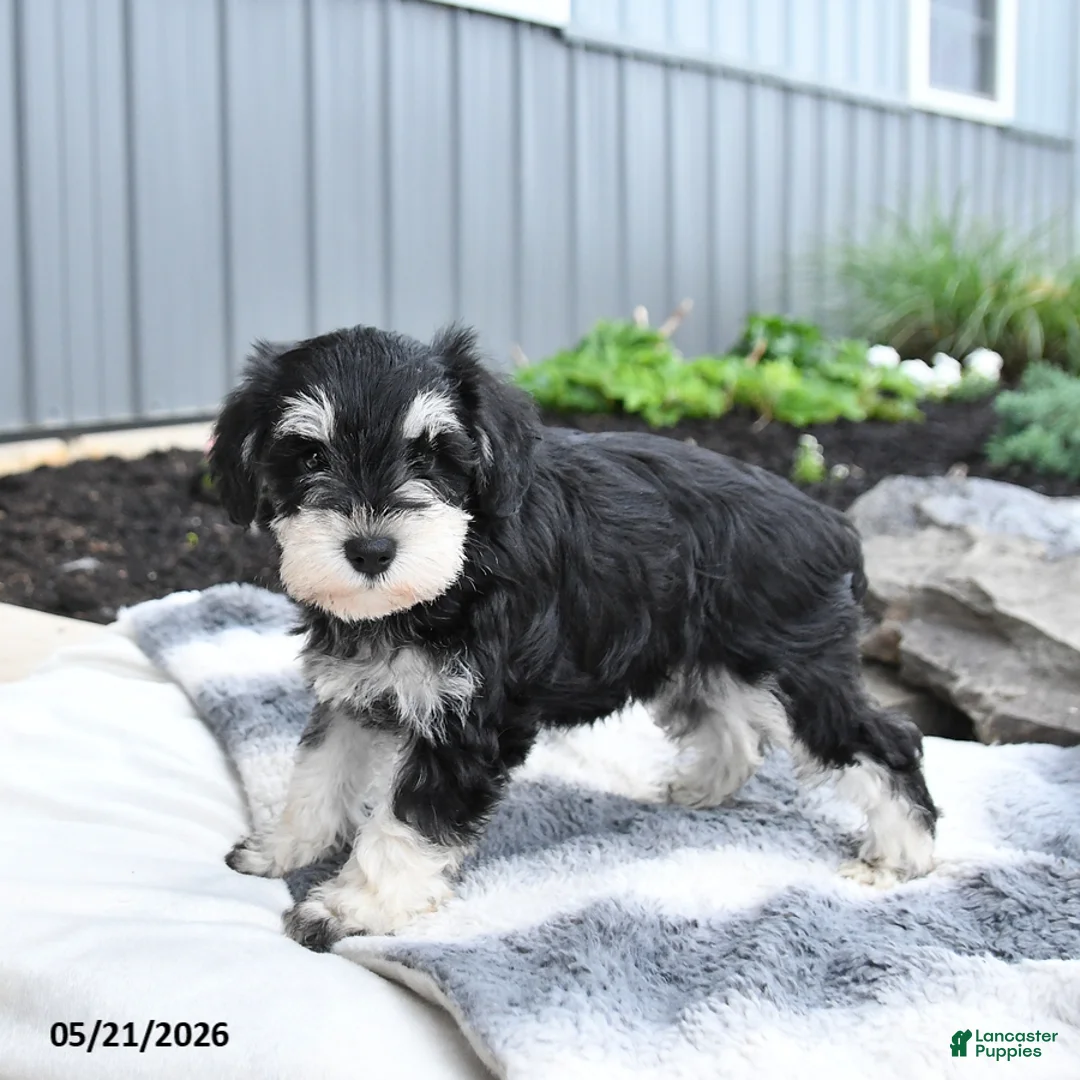 Miniature Schnauzer dogs for sale: Indy - Ad 2