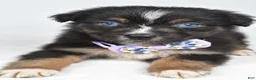 Australian Shepherd dogs for sale: Beverly  - Ad 5