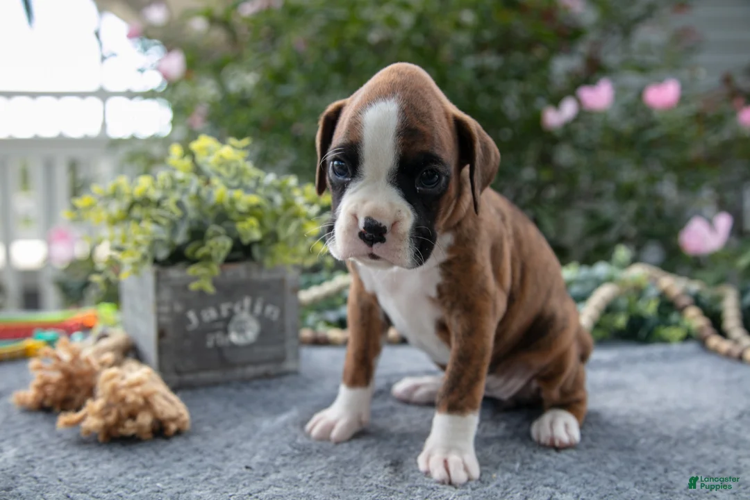 Boxer dogs for sale: Paige - Ad 3