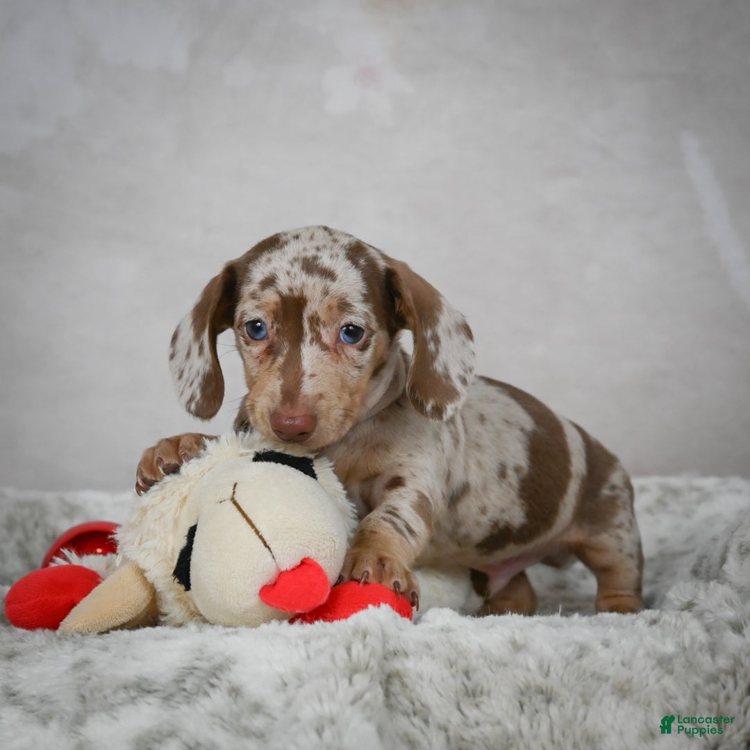 Miniature Dachshund dogs for sale: Hazel - Ad 18