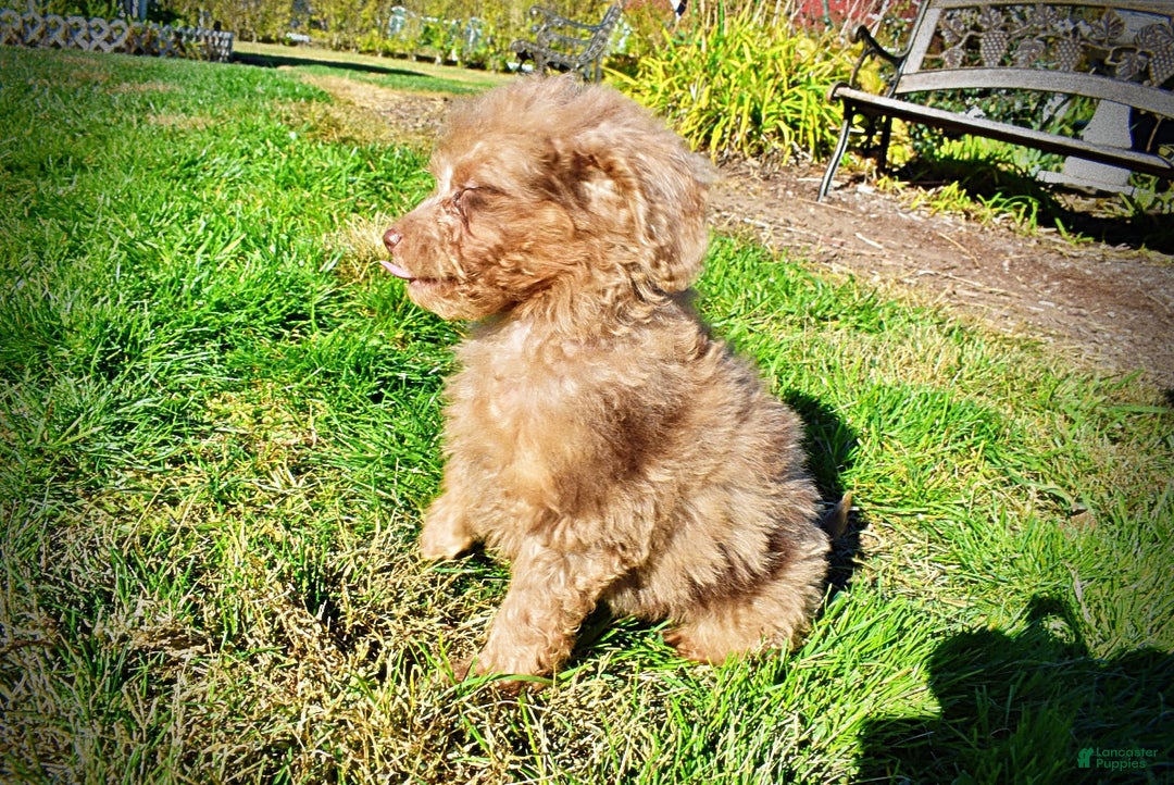 Havapoo dogs for sale: Indigo - Ad 15