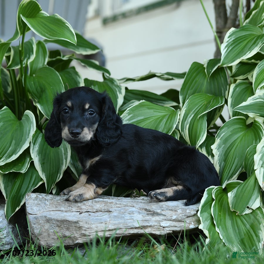 Miniature Dachshund dogs Winnie - Ad 2