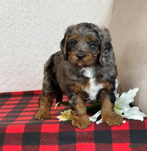 Gallery Image {{count}}