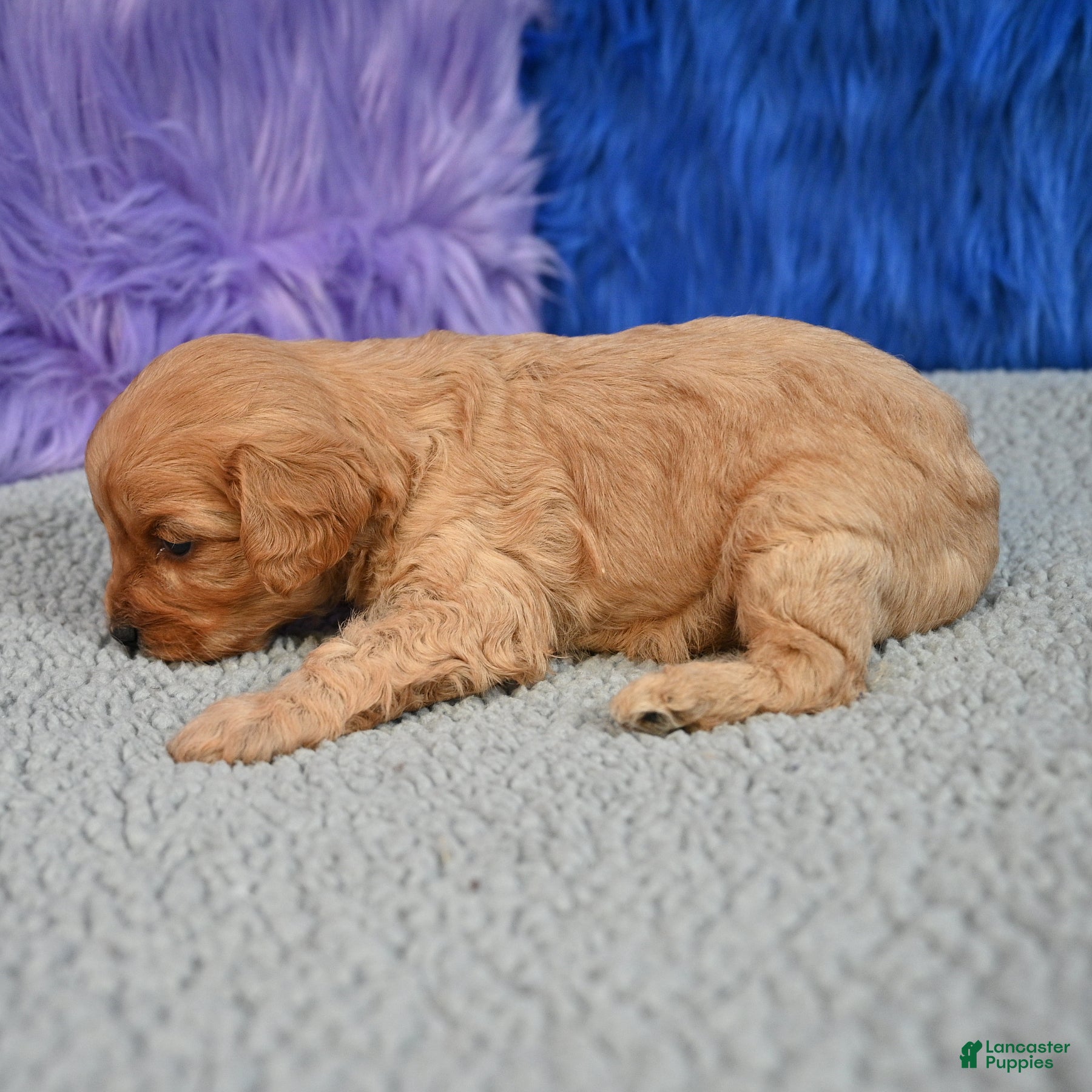 Cavapoo dogs for sale: Cavapoo 4 - Ad 2