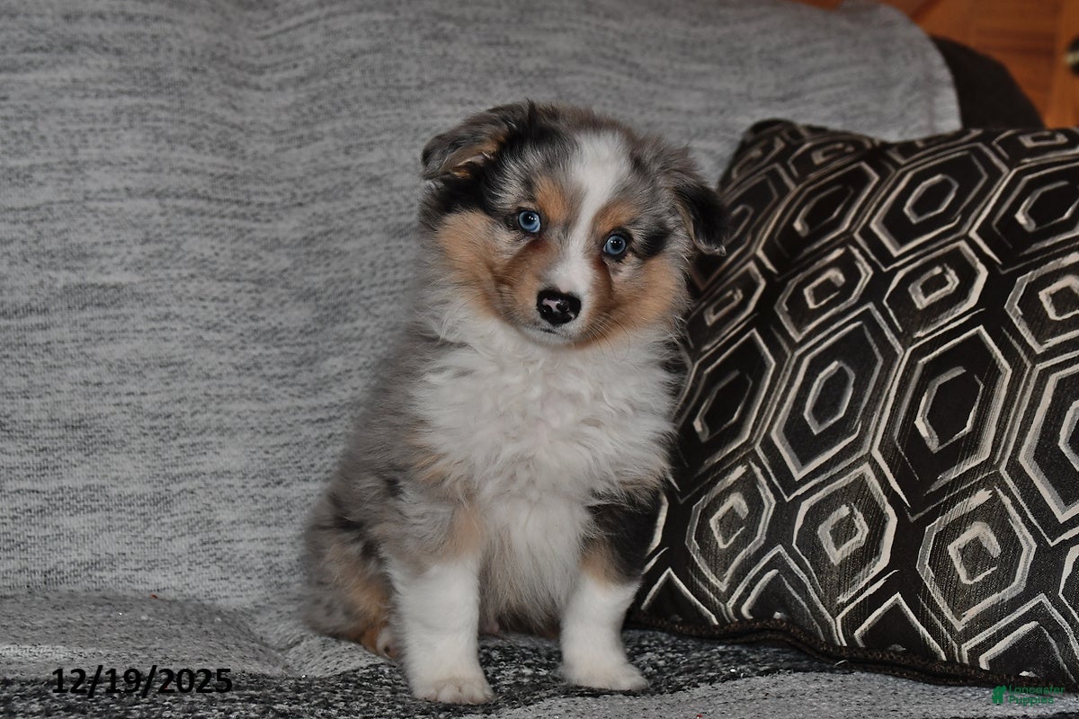 Miniature Australian Shepherd dogs Bubbles - Ad 13