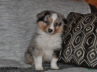 Miniature Australian Shepherd dogs Bubbles - Ad 13