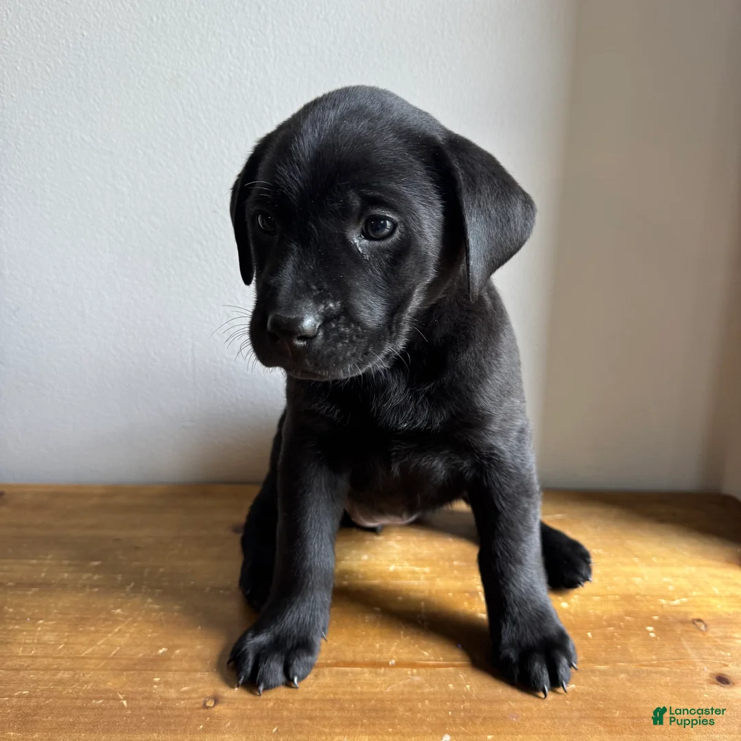 Labrador Retriever dogs for sale: Lennon - Ad 2