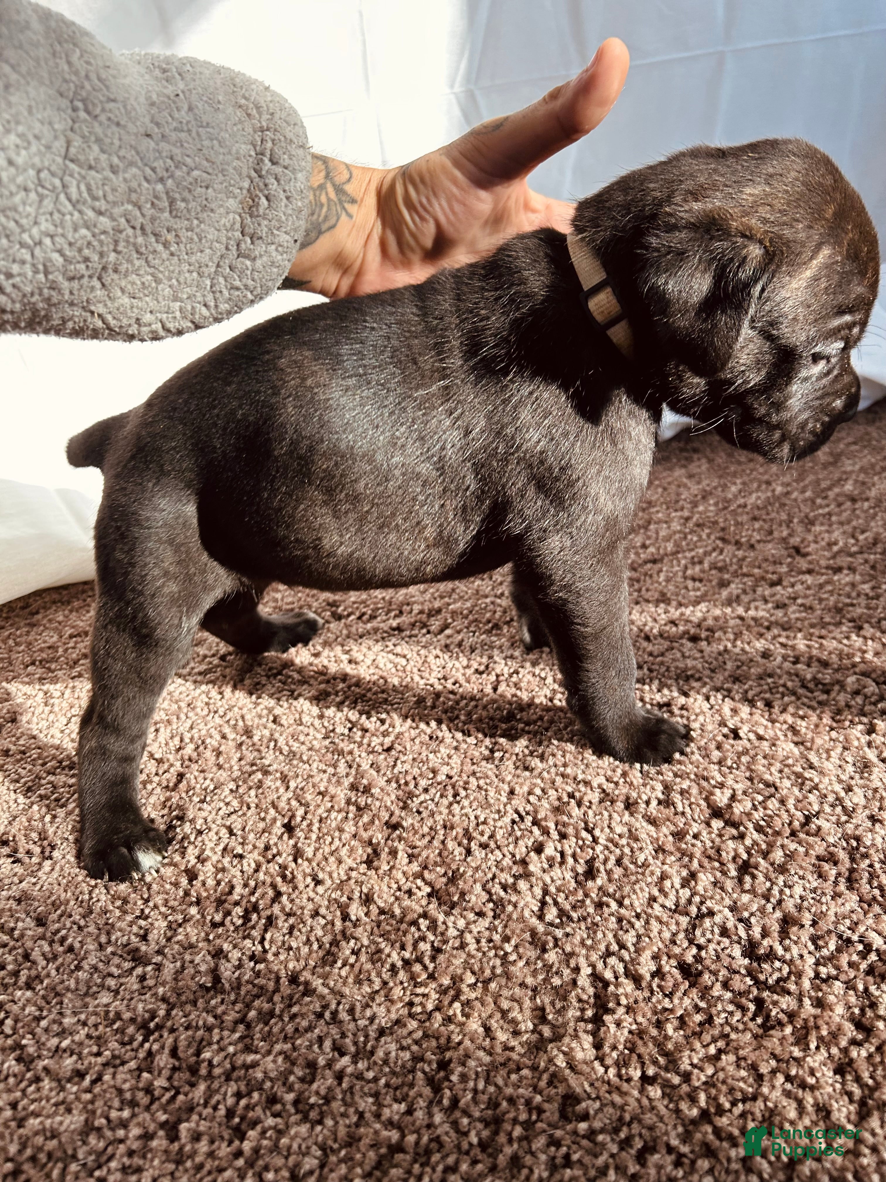 Cane Corso dogs Hermes  - Ad 21