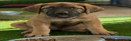 English Mastiff dogs for sale: Adrian (Purple) - Ad 3