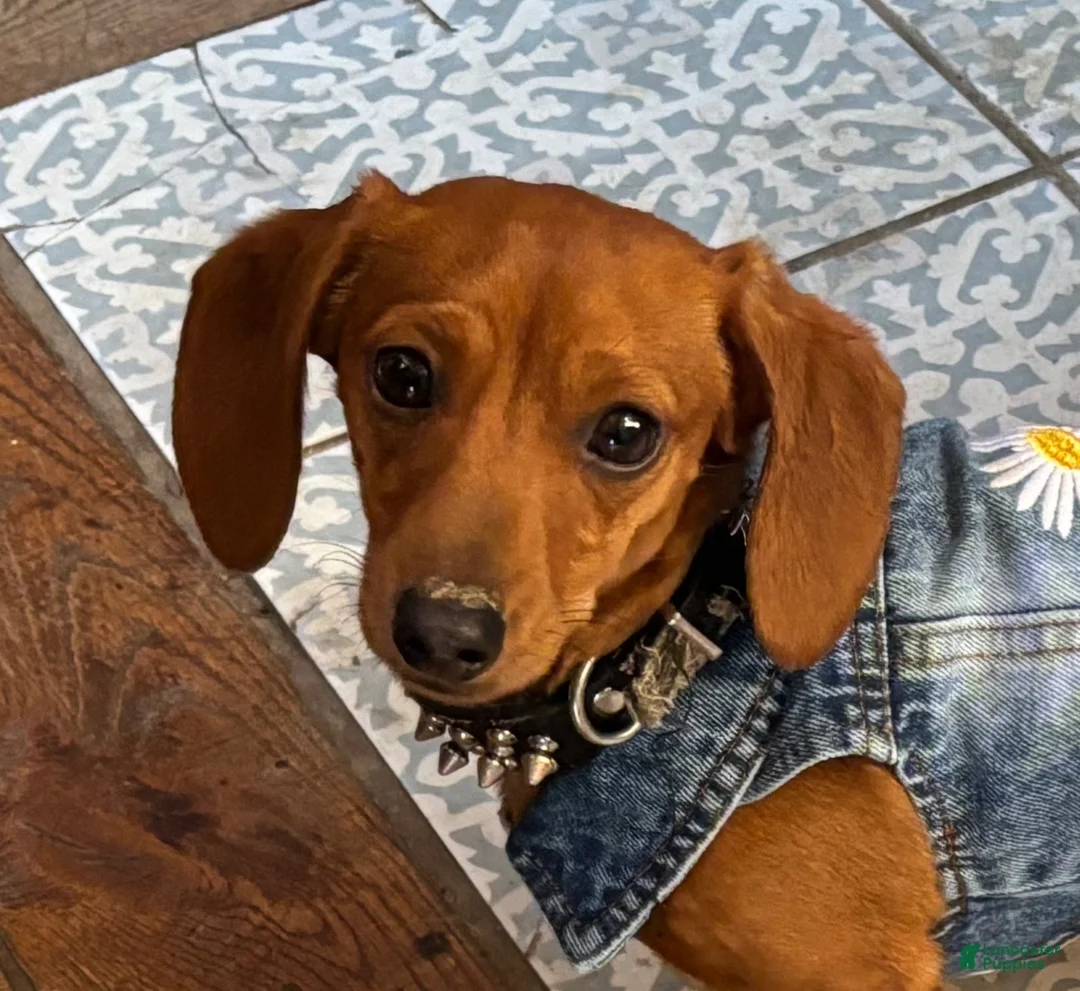 Miniature Dachshund dogs for sale: Miniature Dachshund 1 - Ad 2