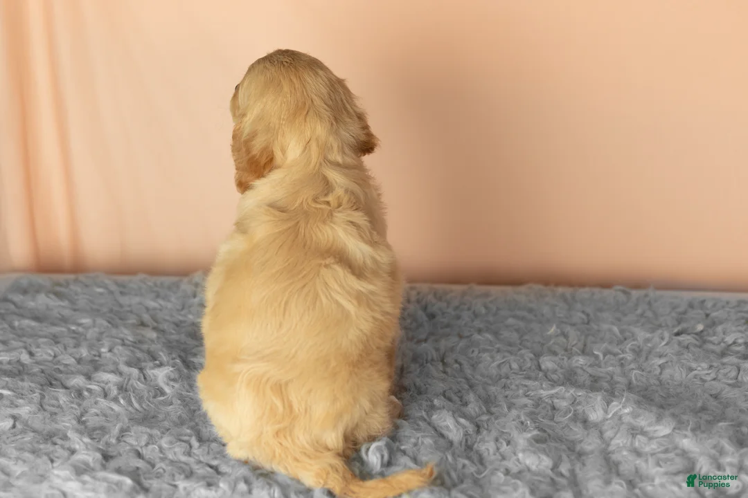 Mixed Breed dogs for sale: Brooks  - Ad 5