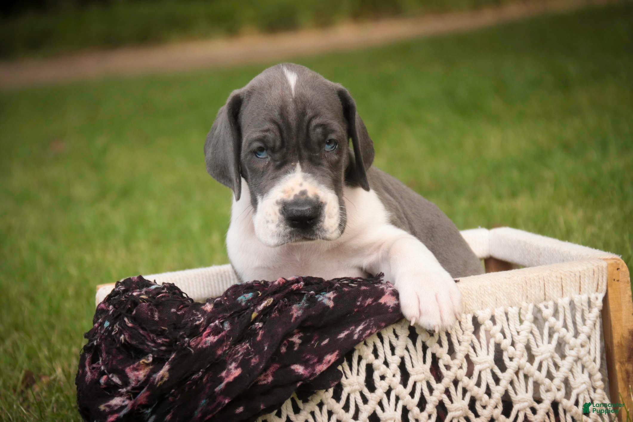 Great Dane dogs Celestia Great Dane  - Ad 2