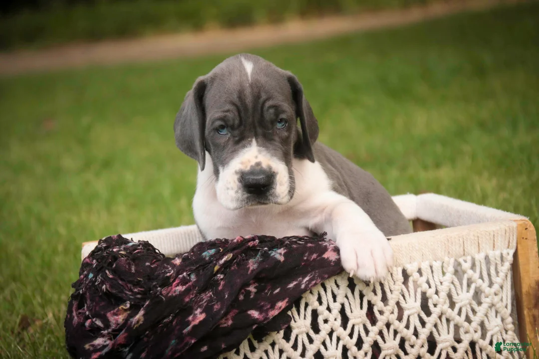 Great Dane dogs for sale: Celestia Great Dane  - Ad 2