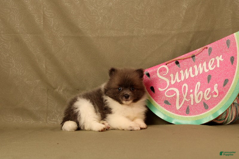Pomeranian dogs Ada - Ad 2